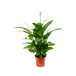 Spathiphyllum - Vitorlavirág -