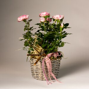 Rózsa díszkosárban - Nőnapi ajándék