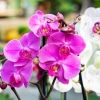 Orchidea félék